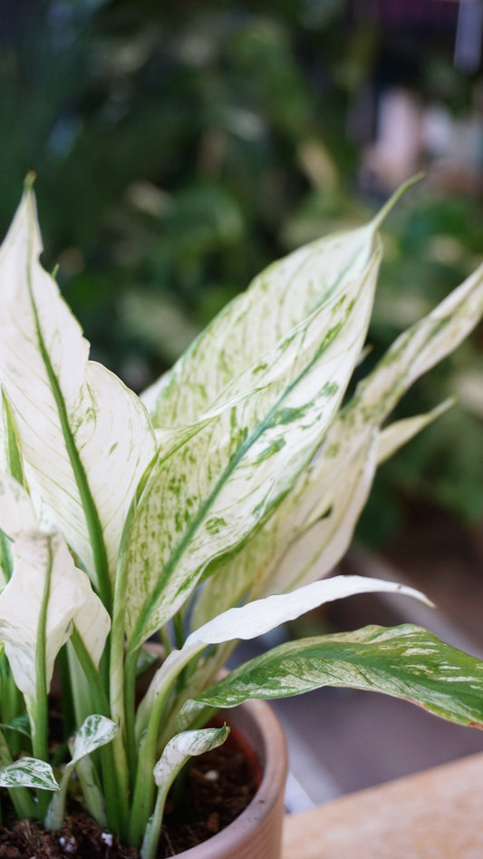 Spathiphyllum Snow Feathers studio plantes rares jungle jardinerie strasbourg rare plant shop online pflanzen