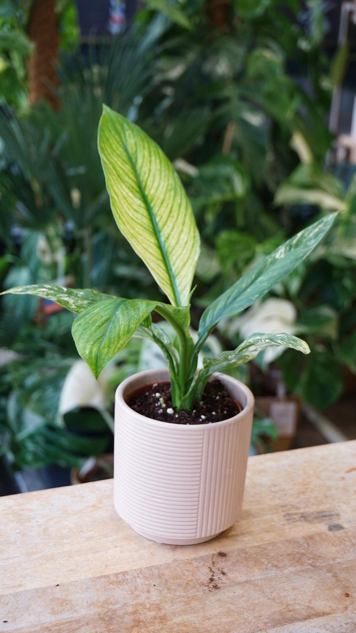 Spathiphyllum Sensation Variegata studio plantes rares jungle jardinerie strasbourg rare plant shop online pflanzen