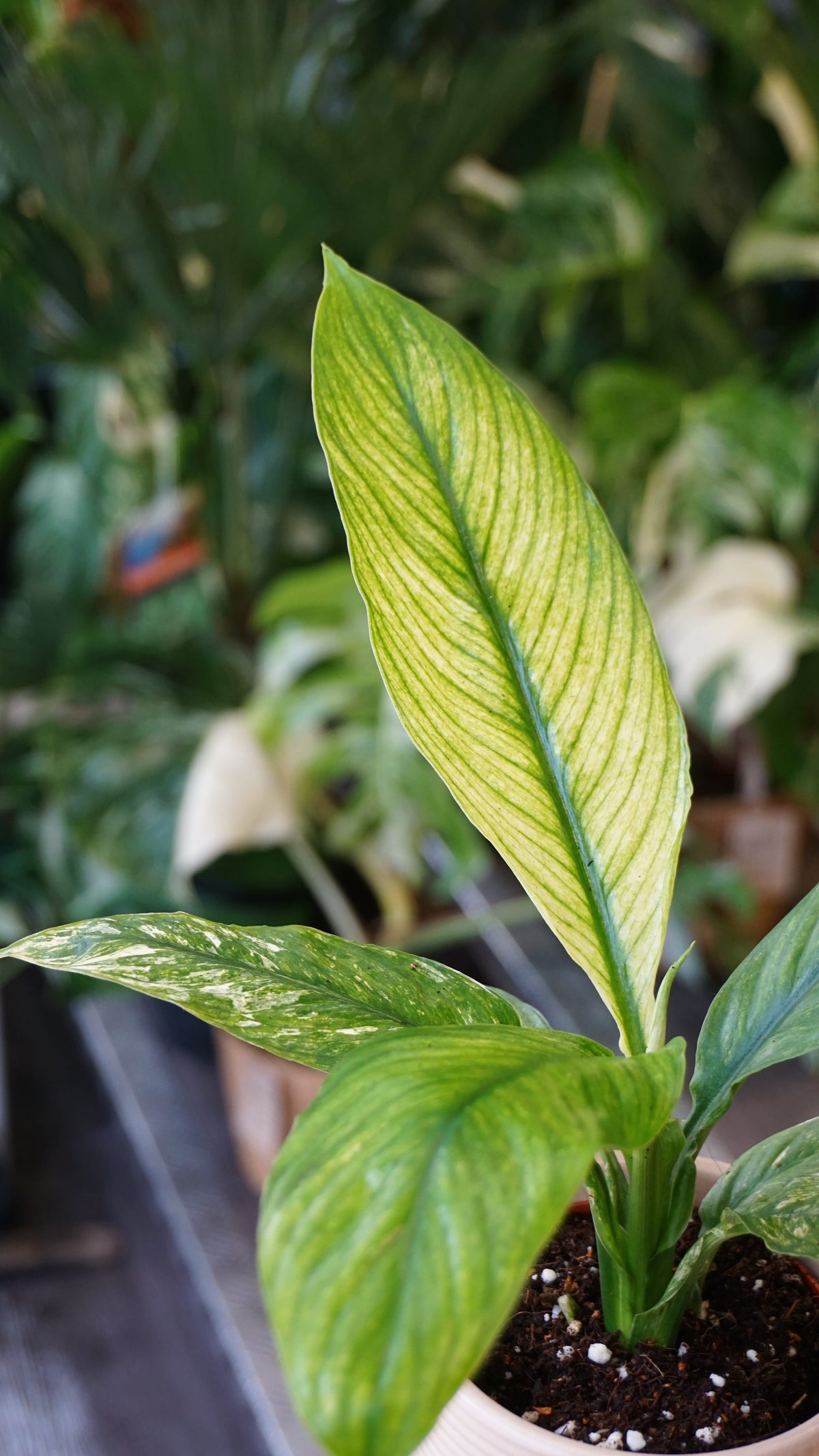 Spathiphyllum Sensation Variegata studio plantes rares jungle jardinerie strasbourg rare plant shop online pflanzen