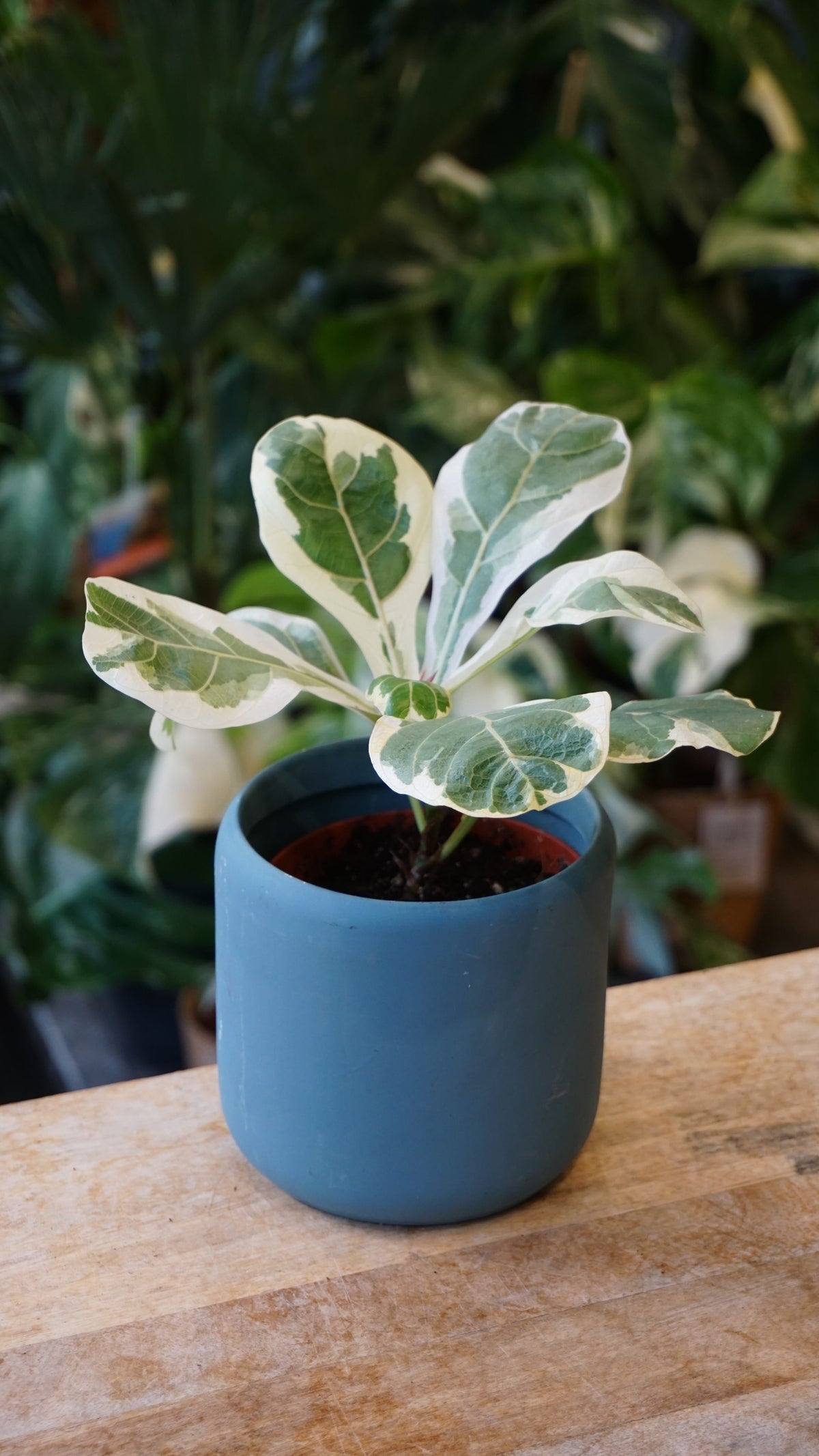 Ficus lyrata variegata studio plantes rares jungle jardinerie strasbourg fleuriste rare plant shop online pflanzen