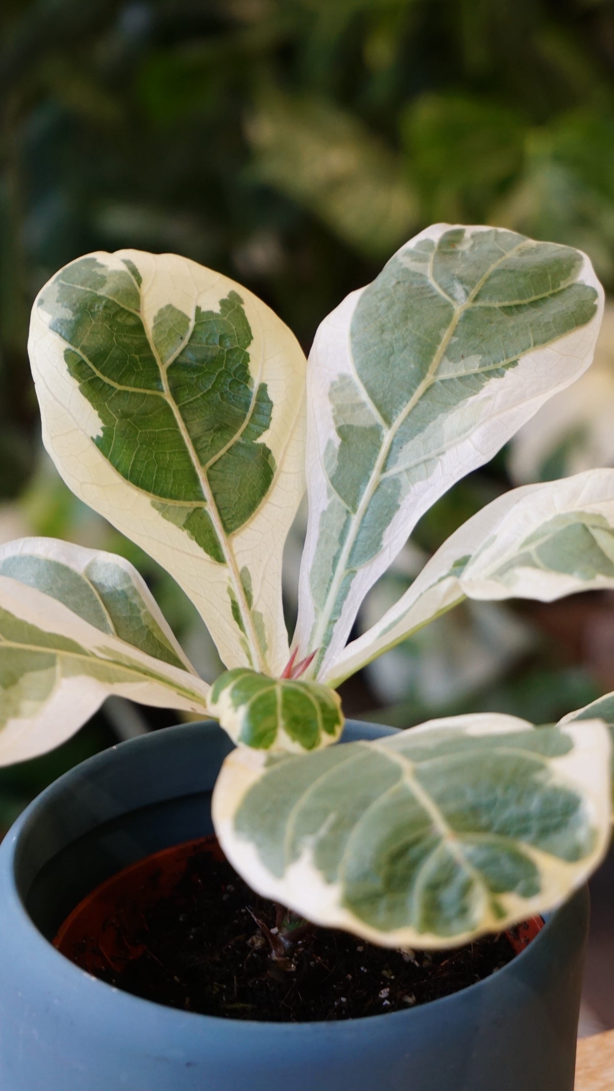Ficus lyrata variegata studio plantes rares jungle jardinerie strasbourg fleuriste rare plant shop online pflanzen