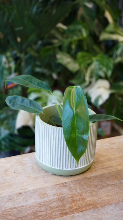 Philodendron Patriciae studio plantes rares jungle jardinerie fleuriste strasbourg rare plant shop online pflanzen