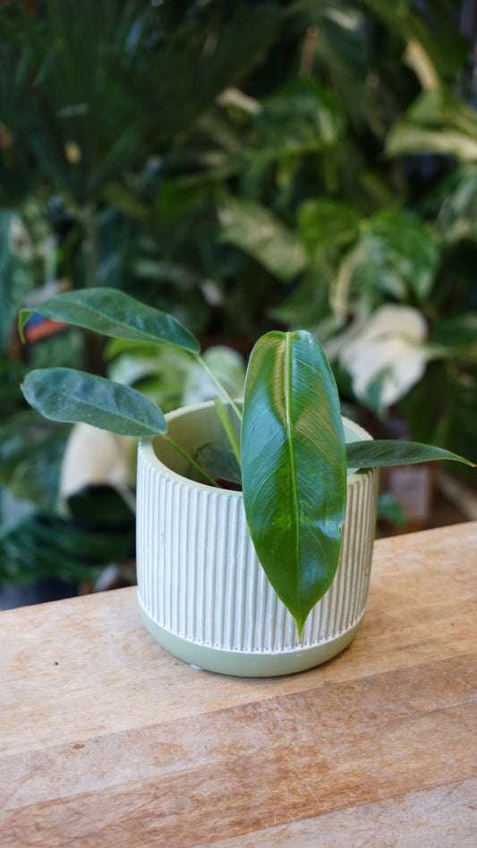 Philodendron Patriciae studio plantes rares jungle jardinerie fleuriste strasbourg rare plant shop online pflanzen