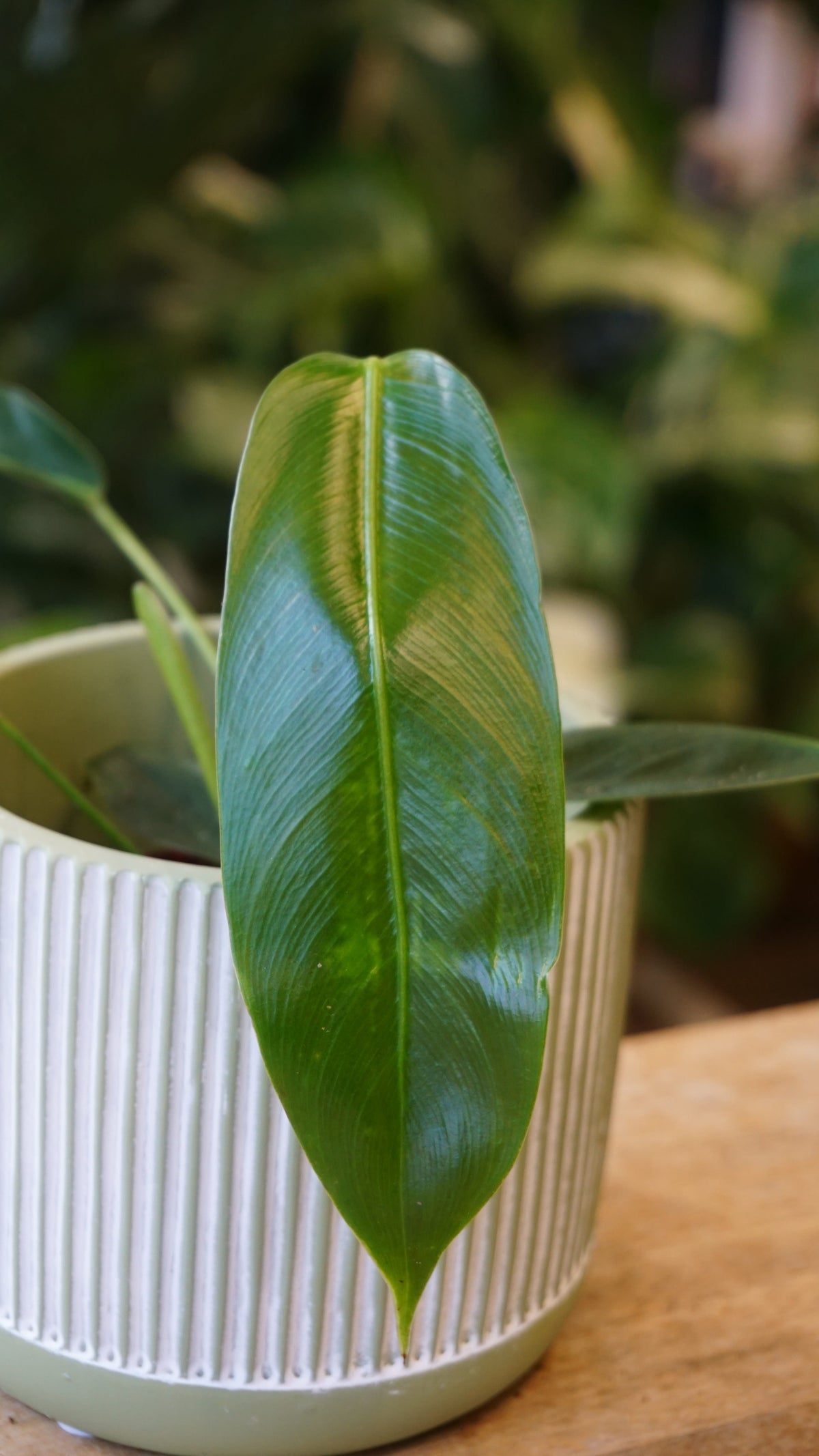 Philodendron Patriciae studio plantes rares jungle jardinerie fleuriste strasbourg rare plant shop online pflanzen