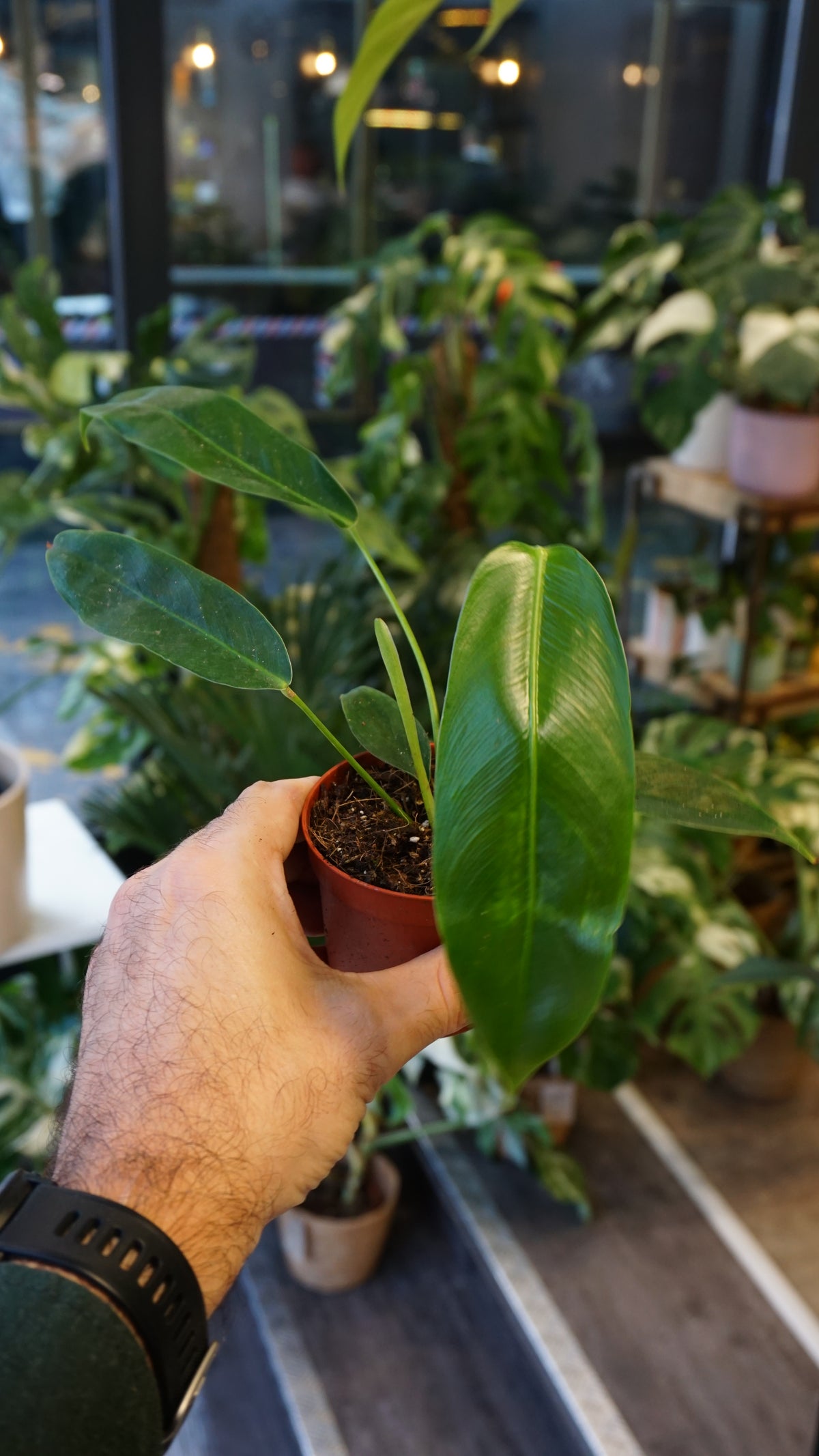 Philodendron Patriciae studio plantes rares jungle jardinerie fleuriste strasbourg rare plant shop online pflanzen