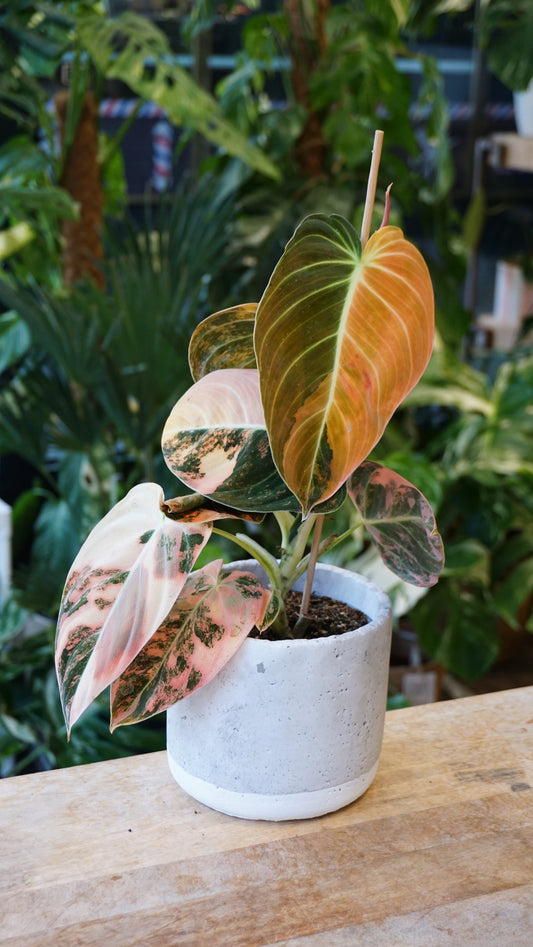 Philodendron Melanochrysum Variegata