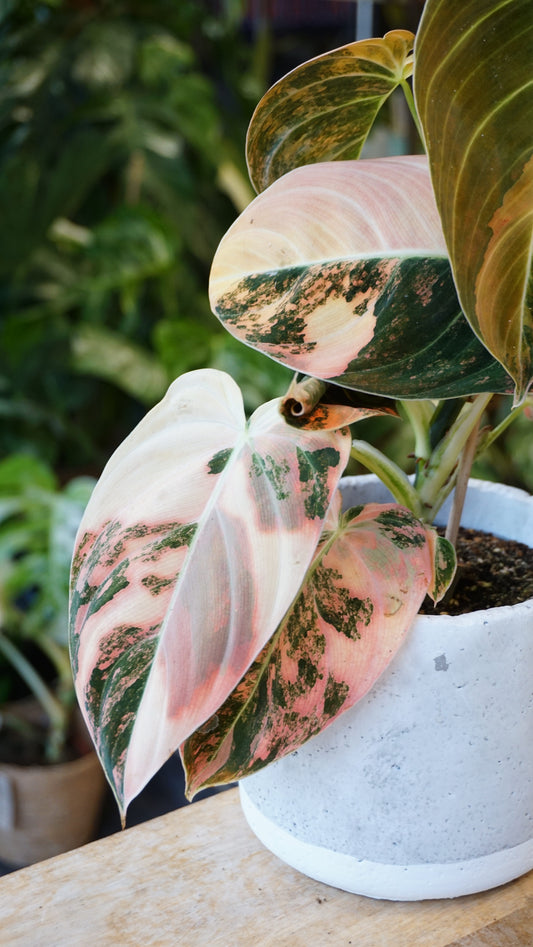 Philodendron Melanochrysum Variegata