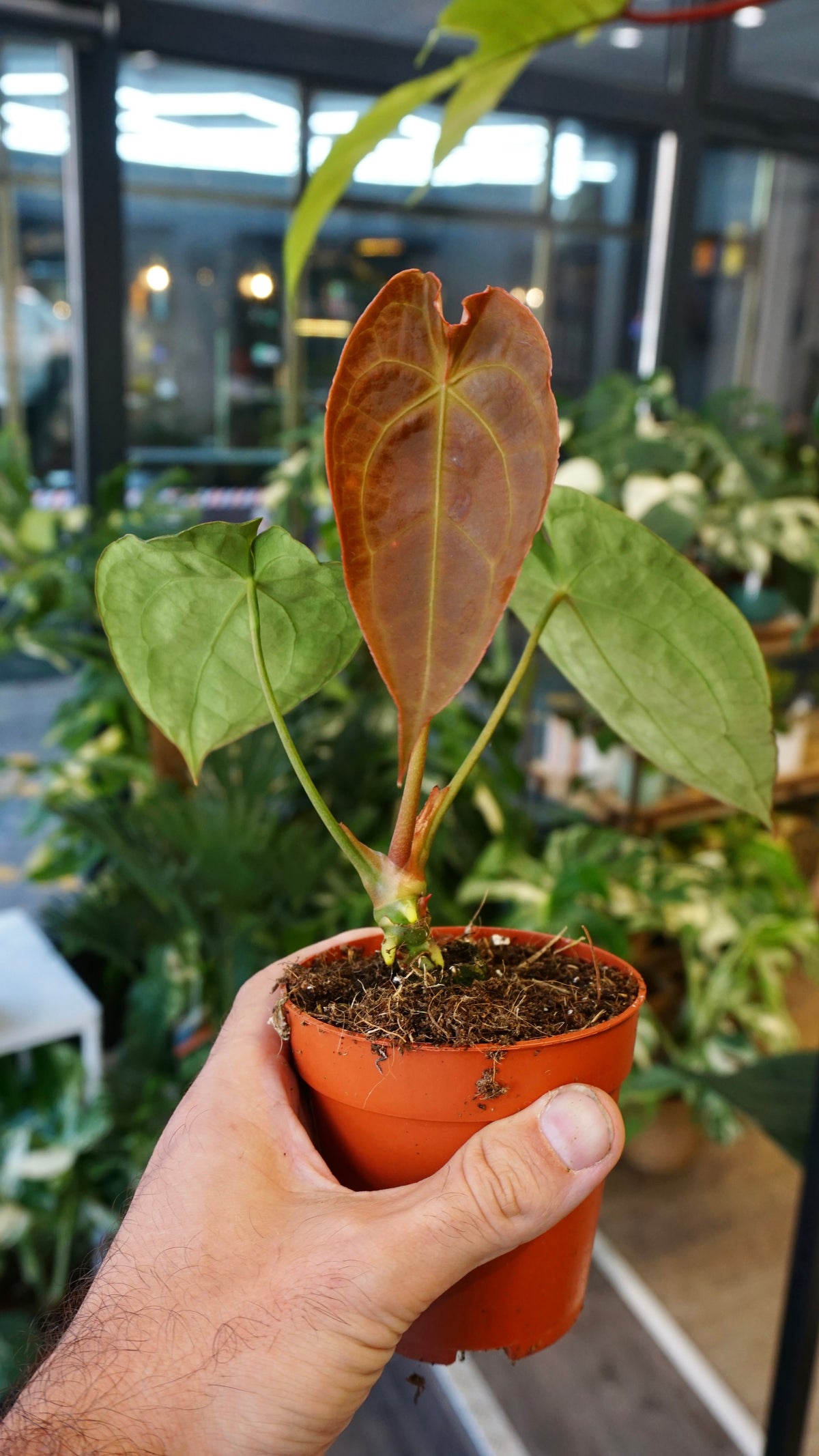 Anthurium Red Spider x Forgetii studio plantes rares jungle jardinerie fleuriste strasbourg rare plant shop online pflanzen