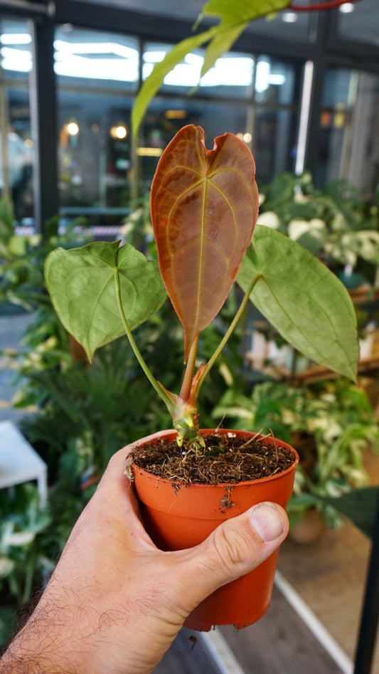 Anthurium Red Spider x Forgetii studio plantes rares jungle jardinerie fleuriste strasbourg rare plant shop online pflanzen