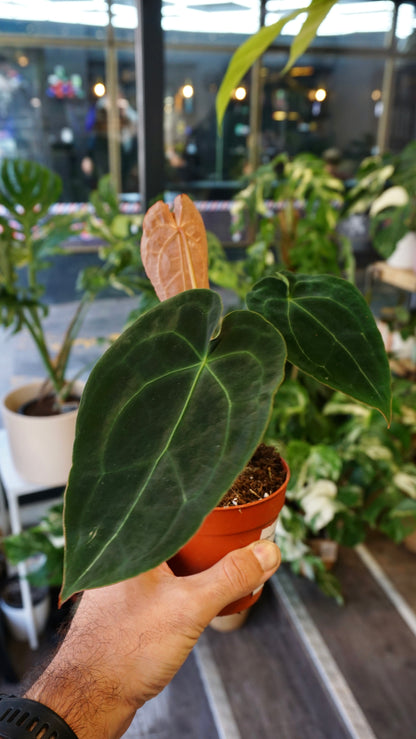 Anthurium Red Spider x Forgetii studio plantes rares jungle jardinerie fleuriste strasbourg rare plant shop online pflanzen