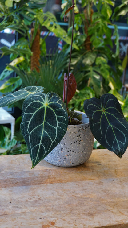 Anthurium NOID