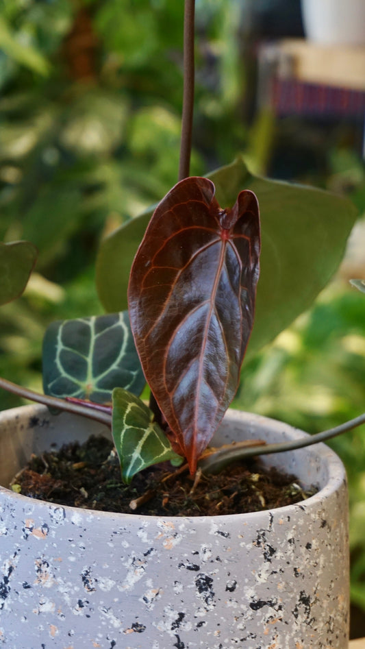 Anthurium NOID