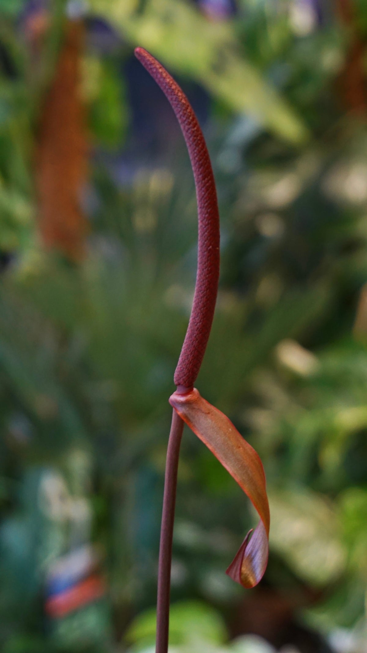 Anthurium NOID