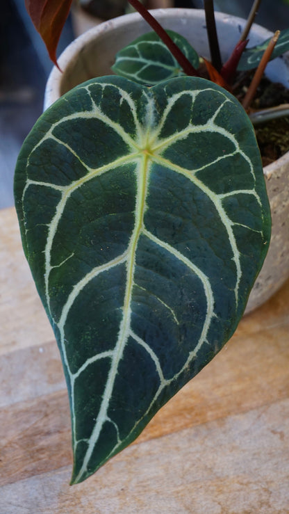 Anthurium NOID