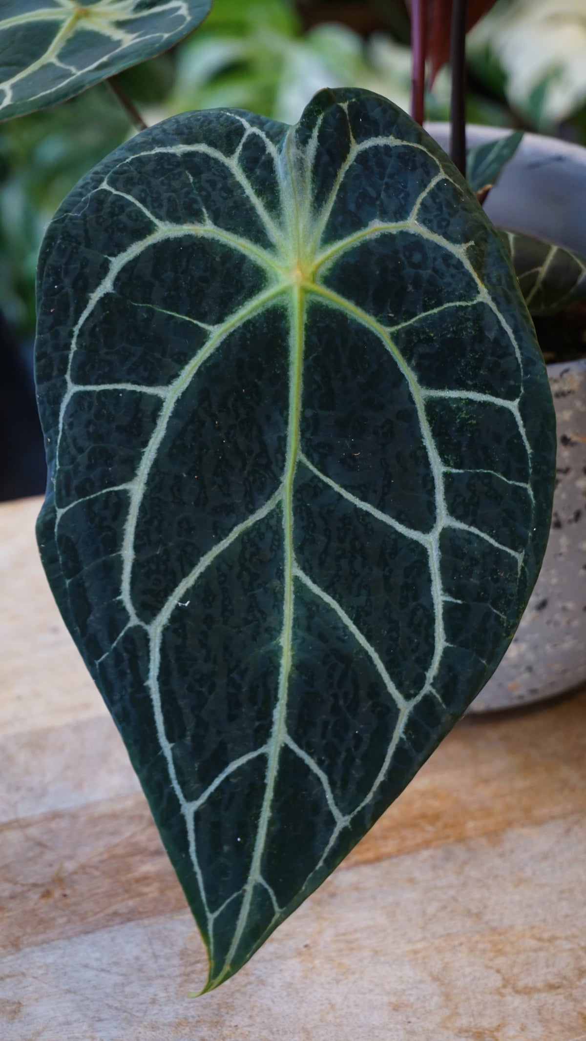 Anthurium NOID