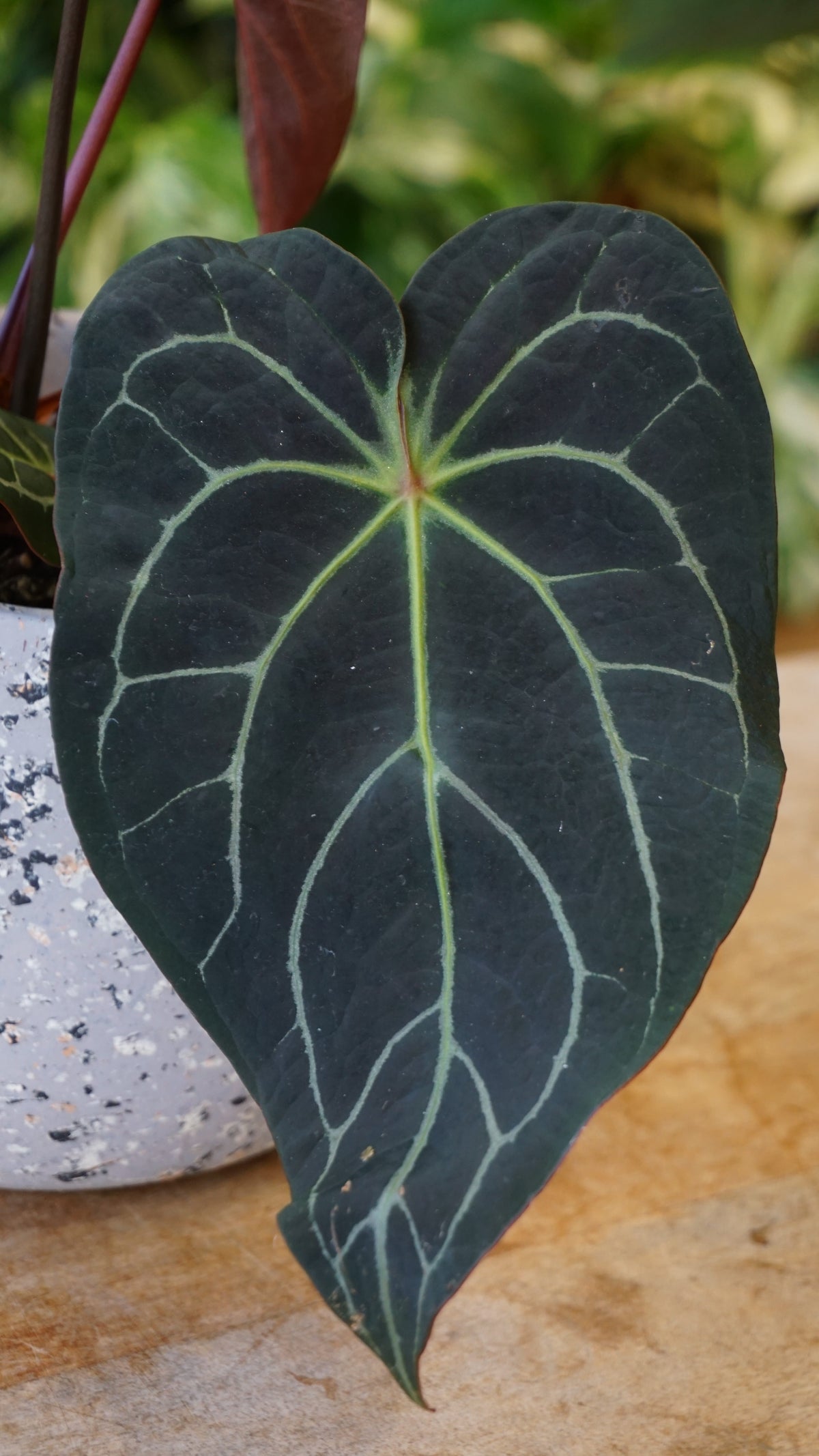 Anthurium NOID