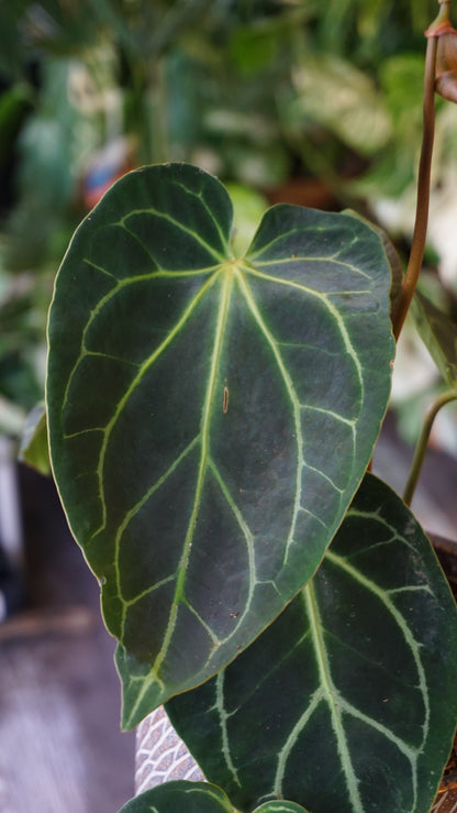 Anthurium NOID