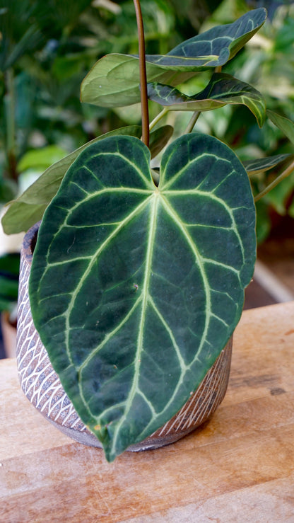 Anthurium NOID