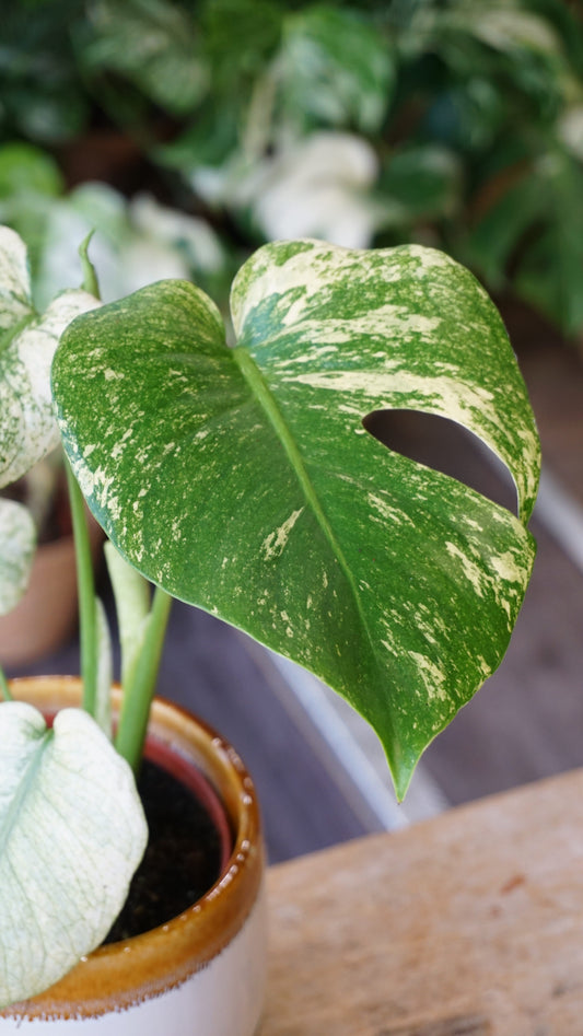 Monstera Mint M studio plantes rares jungle jardinerie fleuriste strasbourg rare plant shop online pflanzen