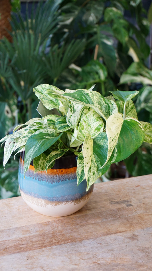 Epipremnum Pinnatum Snow Leopard pothos studio plantes rares jungle jardinerie fleuriste strasbourg rare plant shop online pflanzen