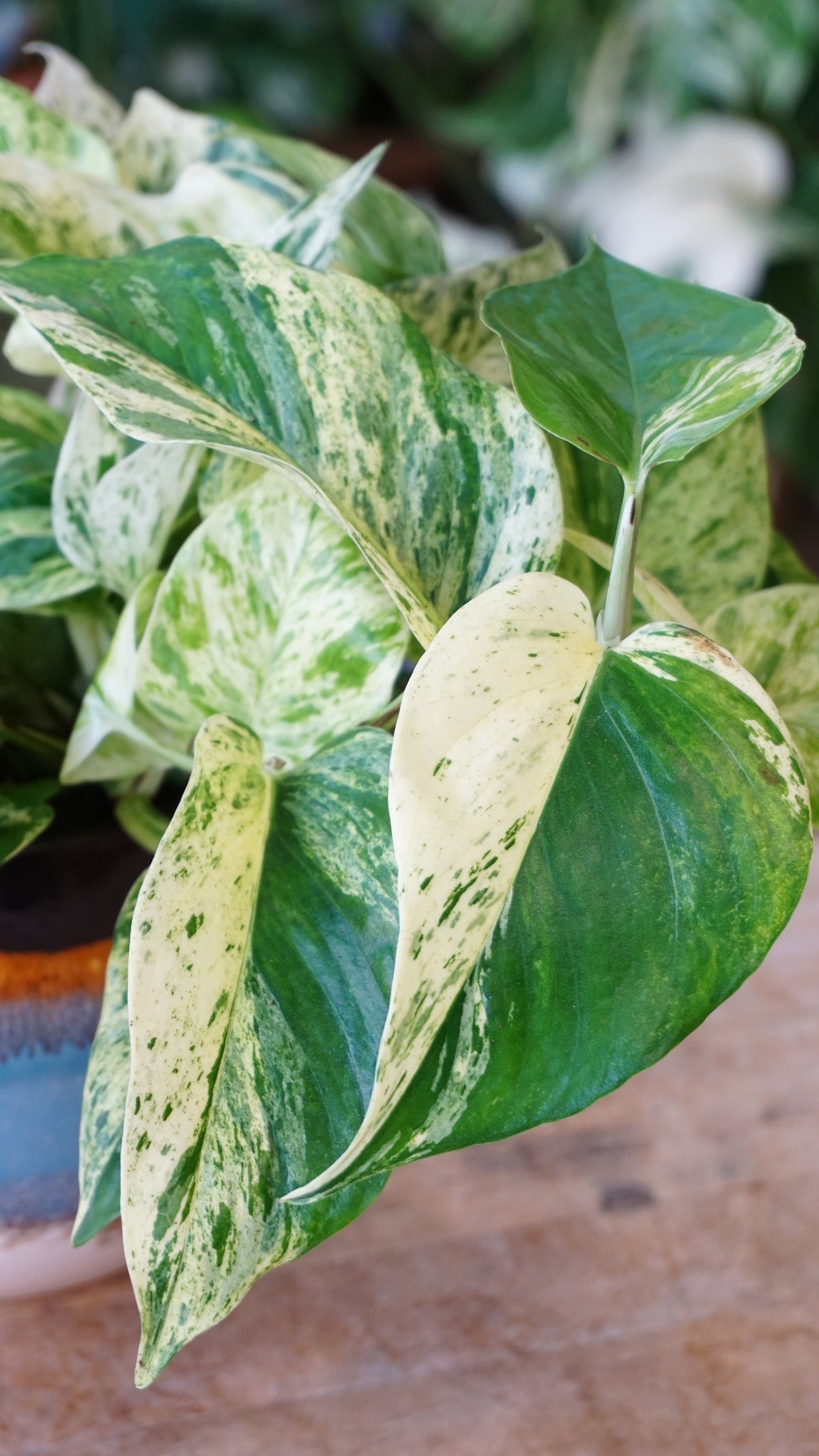 Epipremnum Pinnatum Snow Leopard pothos studio plantes rares jungle jardinerie fleuriste strasbourg rare plant shop online pflanzen