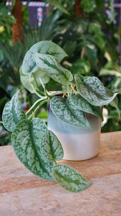 Scindapsus Exotica studio plantes rares jungle jardinerie fleuriste strasbourg rare plant shop online pflanzen