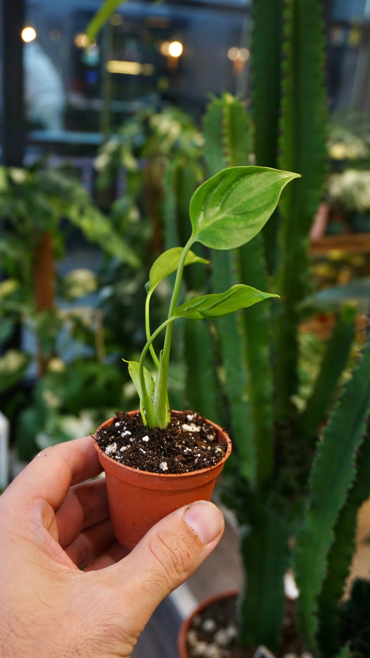 Monstera Tattoo species espèce variété cultivar studio plantes rares jungle jardinerie fleuriste strasbourg rare plant shop online pflanzen
