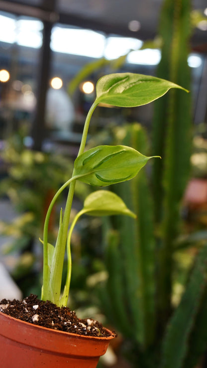 Monstera Tattoo species espèce variété cultivar studio plantes rares jungle jardinerie fleuriste strasbourg rare plant shop online pflanzen