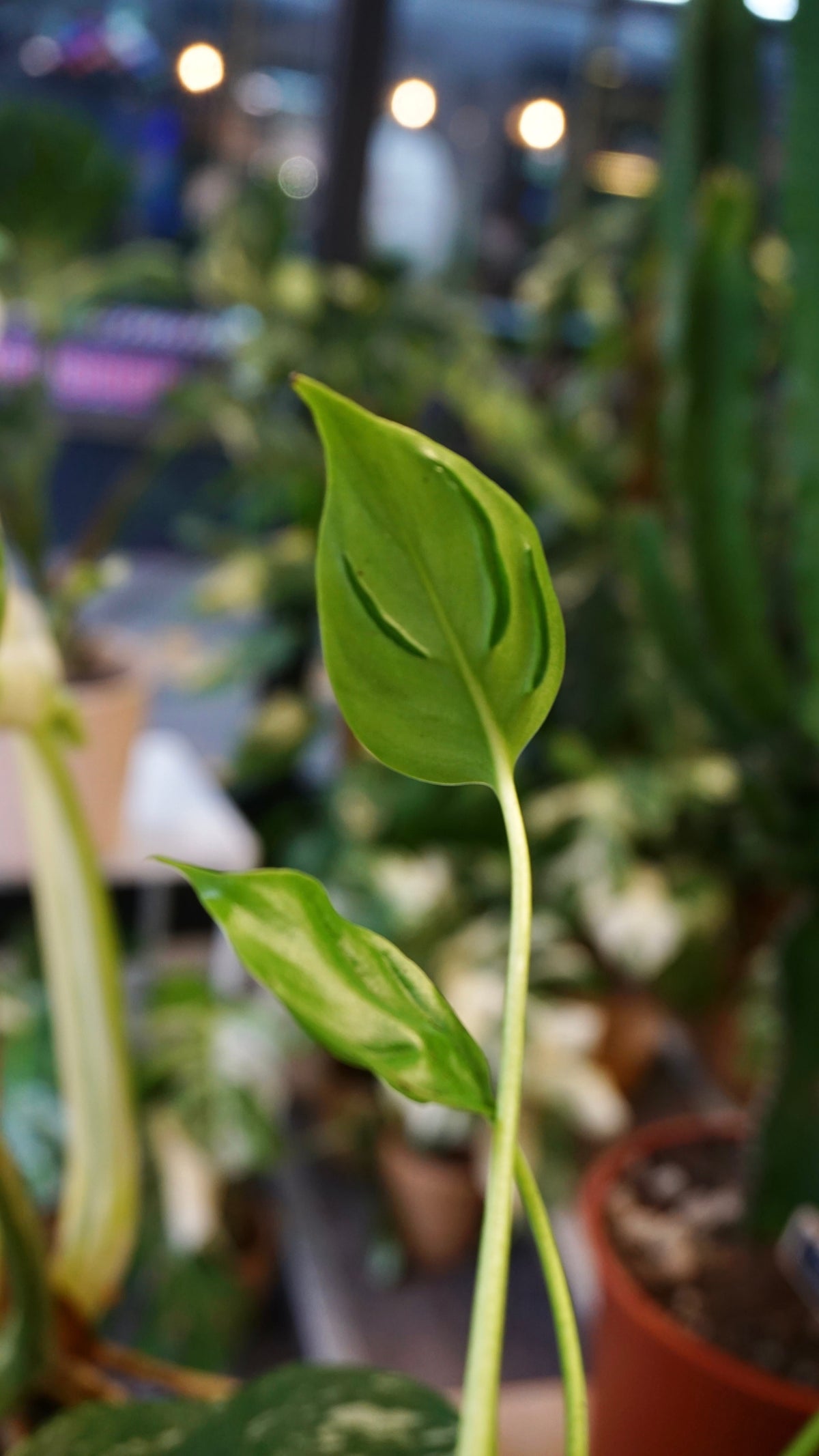 Monstera Tattoo species espèce variété cultivar studio plantes rares jungle jardinerie fleuriste strasbourg rare plant shop online pflanzen