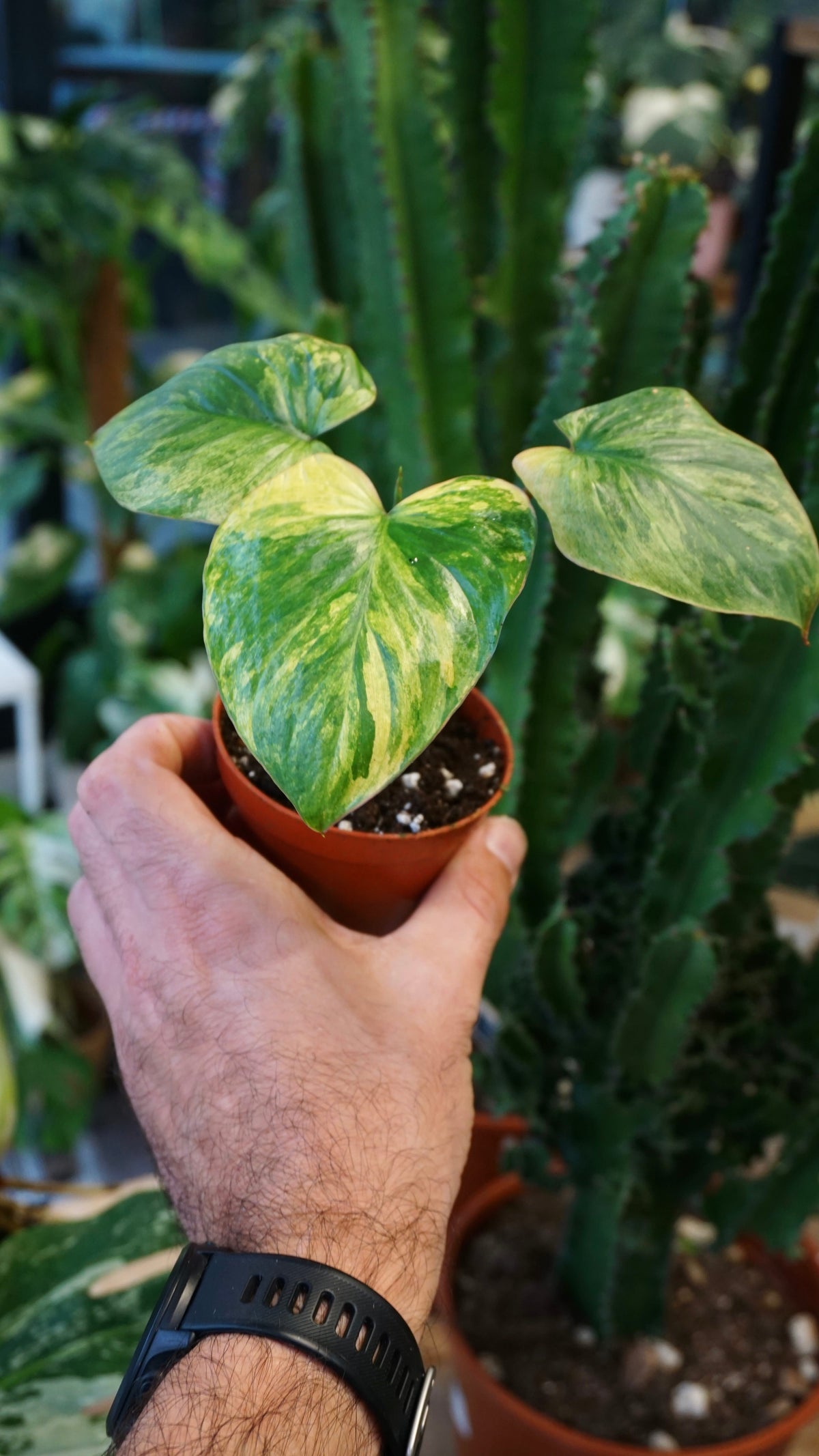 Homalomena Rubescens Mint variegata pink studio plantes rares jungle jardinerie fleuriste strasbourg rare plant shop online pflanzen