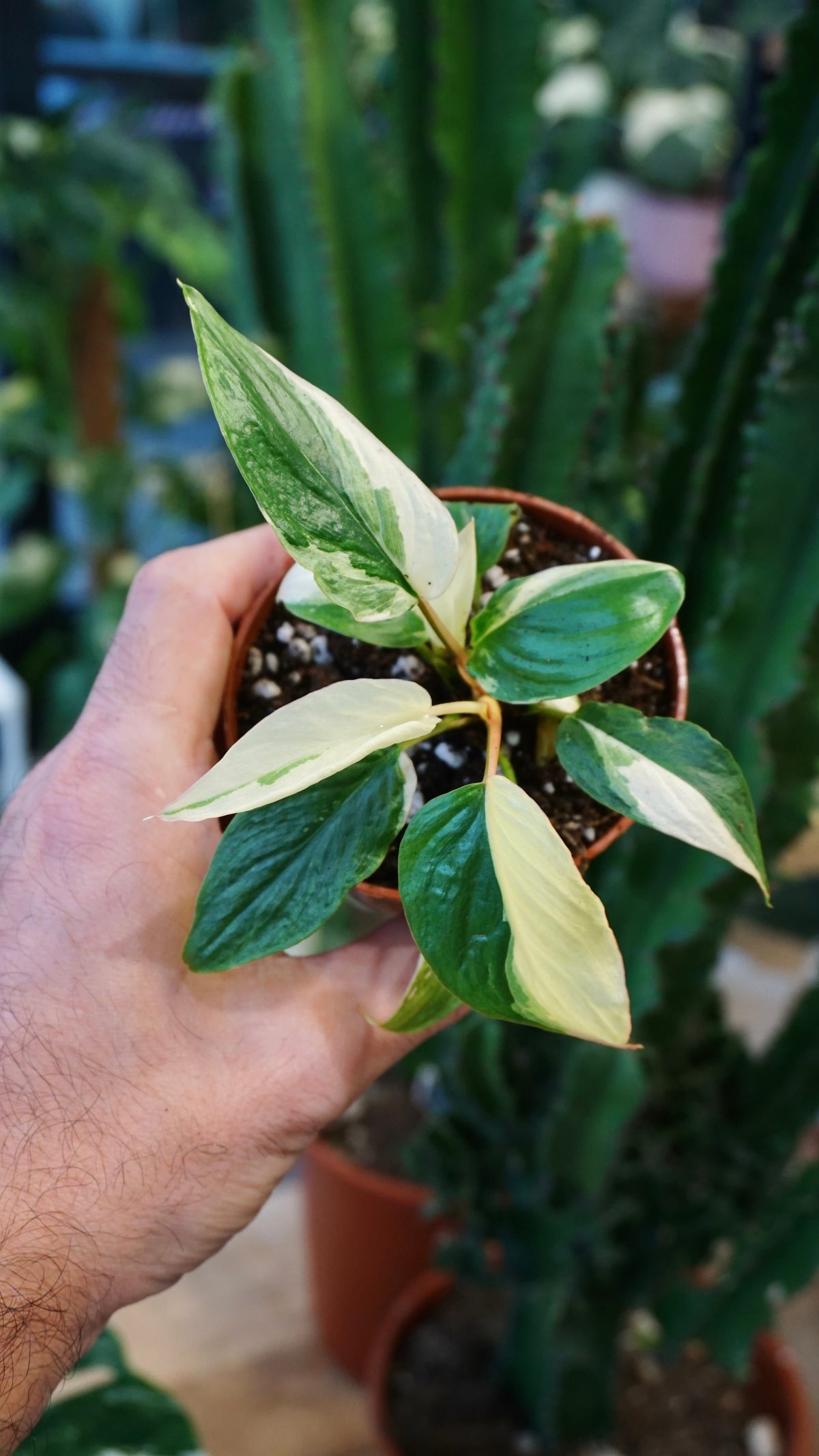 Homalomena Rubescens Mint variegata pink studio plantes rares jungle jardinerie fleuriste strasbourg rare plant shop online pflanzen
