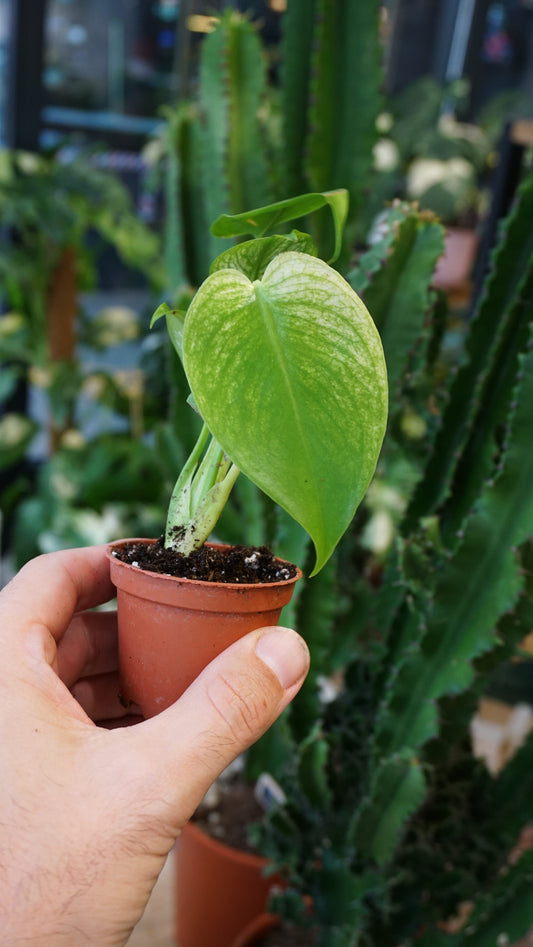 Monstera Devil Monster baby studio plantes rares jungle jardinerie fleuriste strasbourg rare plant shop online pflanzen 