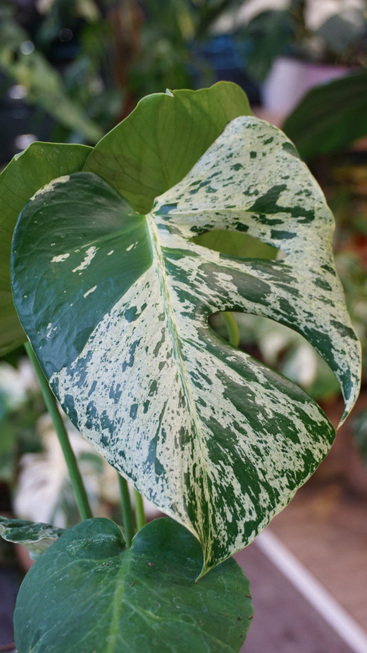 Monstera Bulbasaur mature studio plantes rares jungle jardinerie fleuriste strasbourg rare plant shop online pflanzen