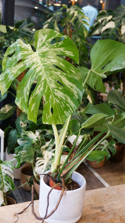 Monstera Bulbasaur mature studio plantes rares jungle jardinerie fleuriste strasbourg rare plant shop online pflanzen