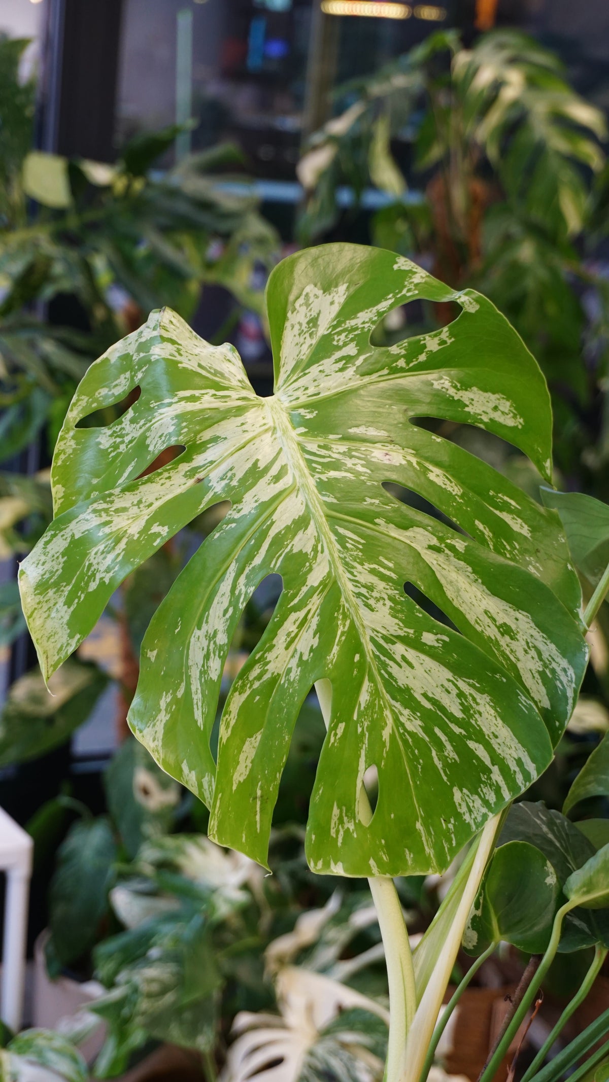 Monstera Bulbasaur mature studio plantes rares jungle jardinerie fleuriste strasbourg rare plant shop online pflanzen
