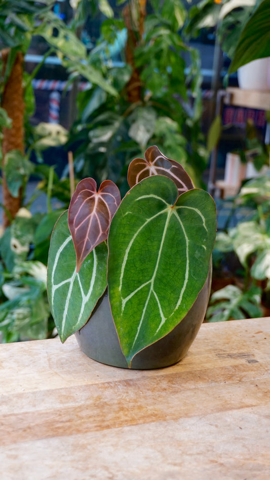 Anthurium Carlablackiae