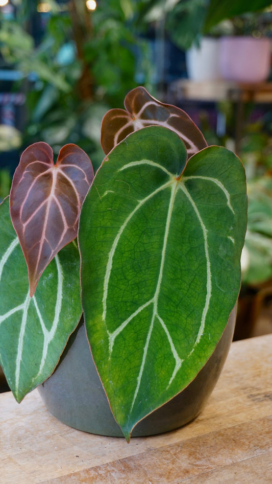 Anthurium Carlablackiae