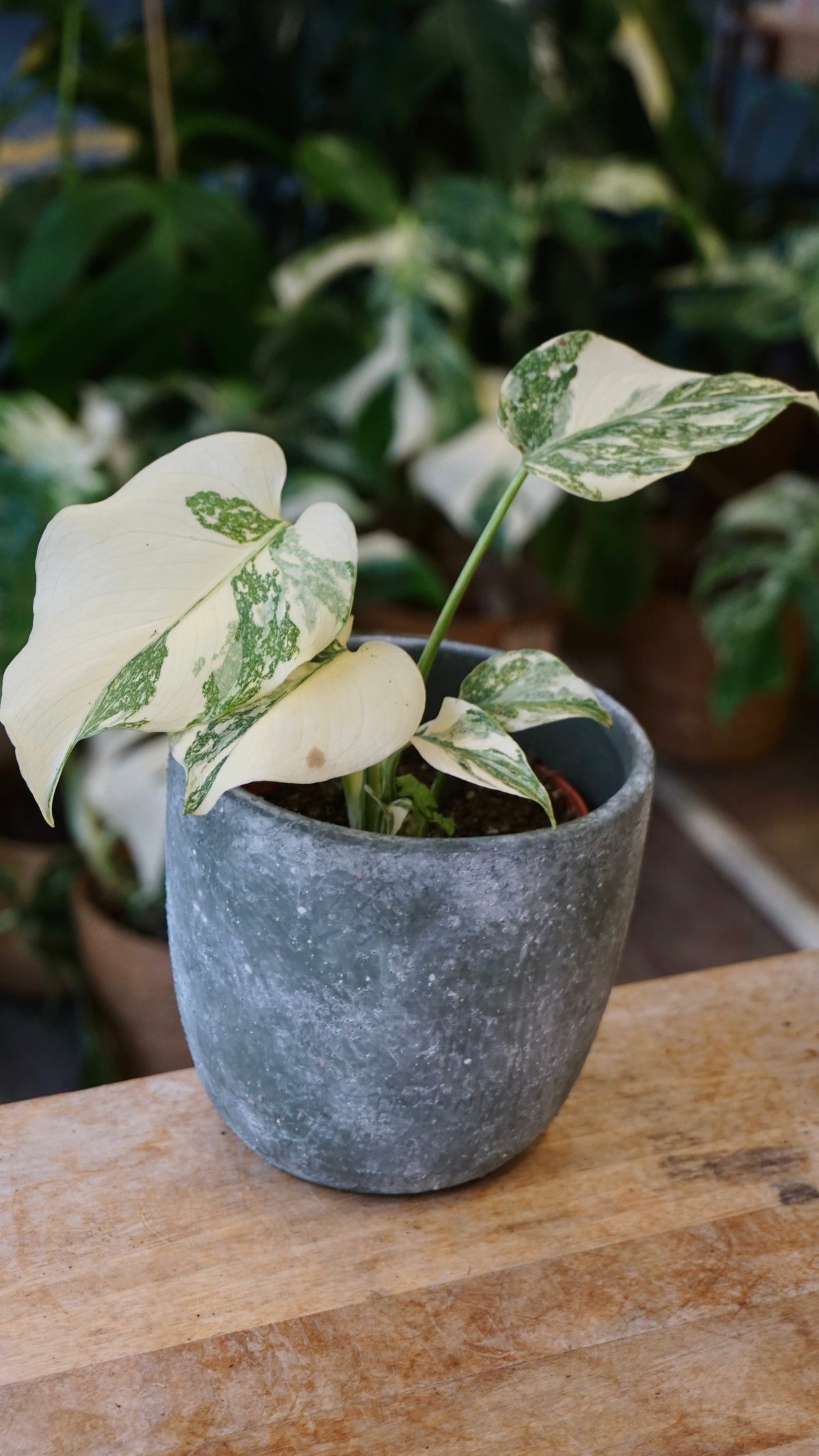 Monstera Crème Brulée