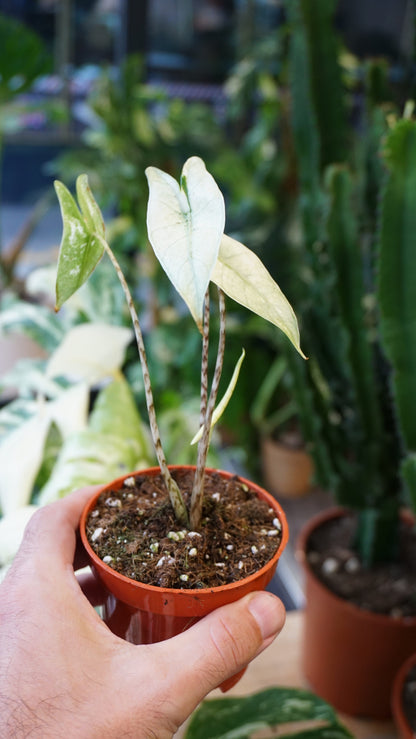 alocasia zebrina ghost variegata studio plantes rares jungle jardinerie fleuriste strasbourg rare plant shop online pflanzen