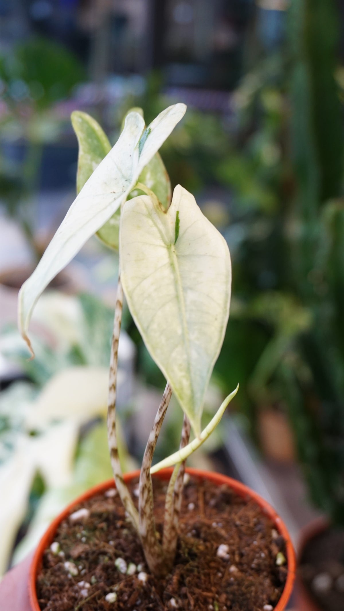alocasia zebrina ghost variegata studio plantes rares jungle jardinerie fleuriste strasbourg rare plant shop online pflanzen