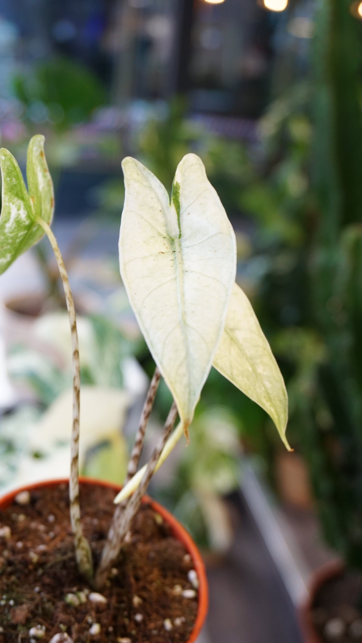 alocasia zebrina ghost variegata studio plantes rares jungle jardinerie fleuriste strasbourg rare plant shop online pflanzen