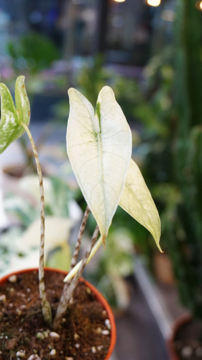 alocasia zebrina ghost variegata studio plantes rares jungle jardinerie fleuriste strasbourg rare plant shop online pflanzen
