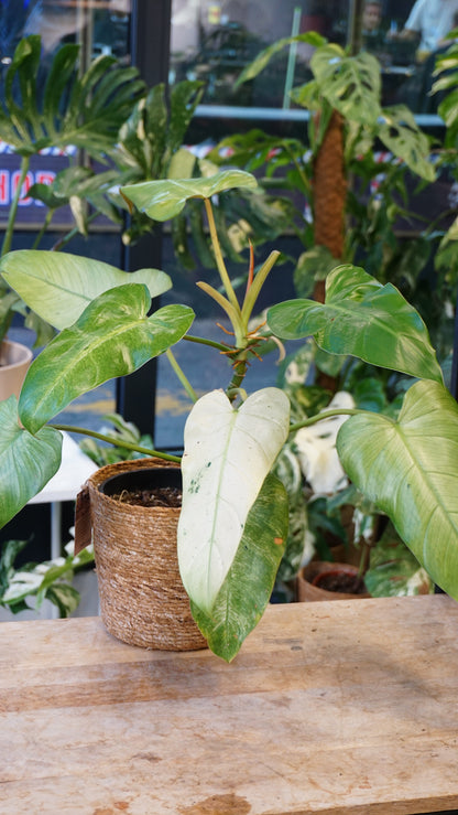 Philodendron Whipple Way studio plantes rares jungle jardinerie fleuriste strasbourg rare plant shop online pflanzen