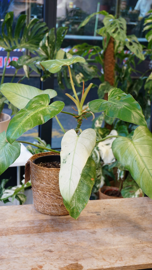 Philodendron Whipple Way studio plantes rares jungle jardinerie fleuriste strasbourg rare plant shop online pflanzen