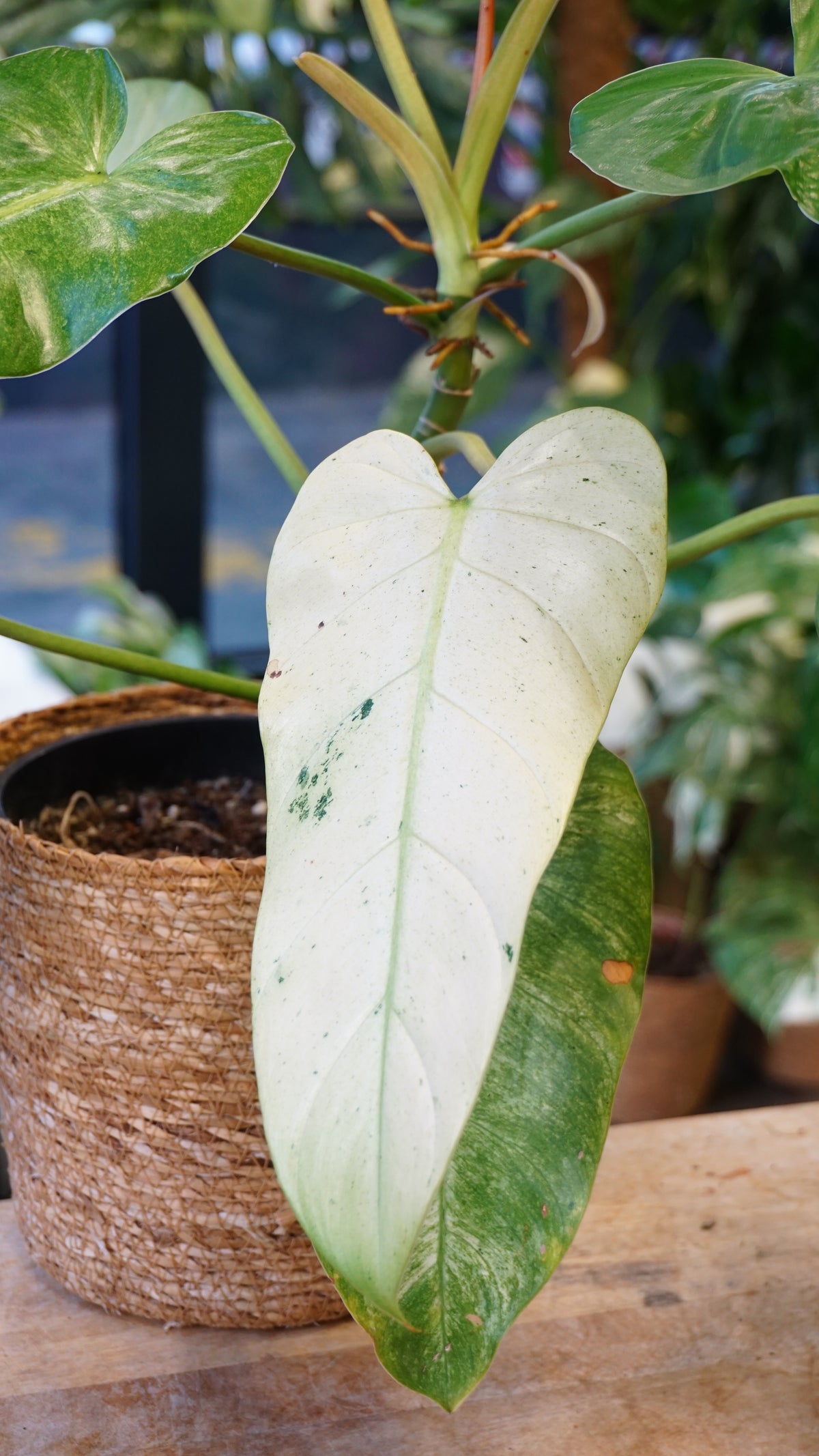 Philodendron Whipple Way studio plantes rares jungle jardinerie fleuriste strasbourg rare plant shop online pflanzen