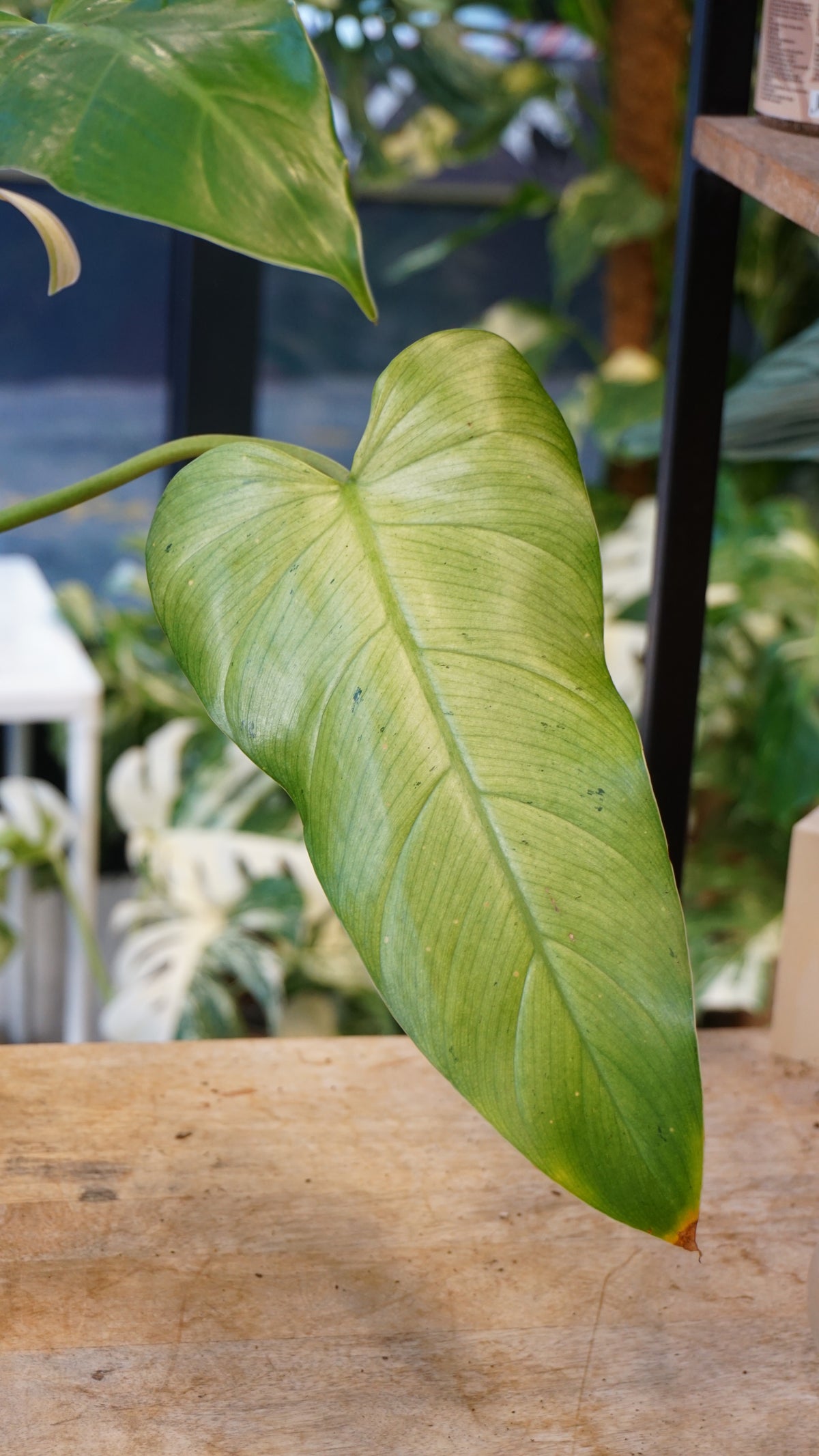 Philodendron Whipple Way studio plantes rares jungle jardinerie fleuriste strasbourg rare plant shop online pflanzen