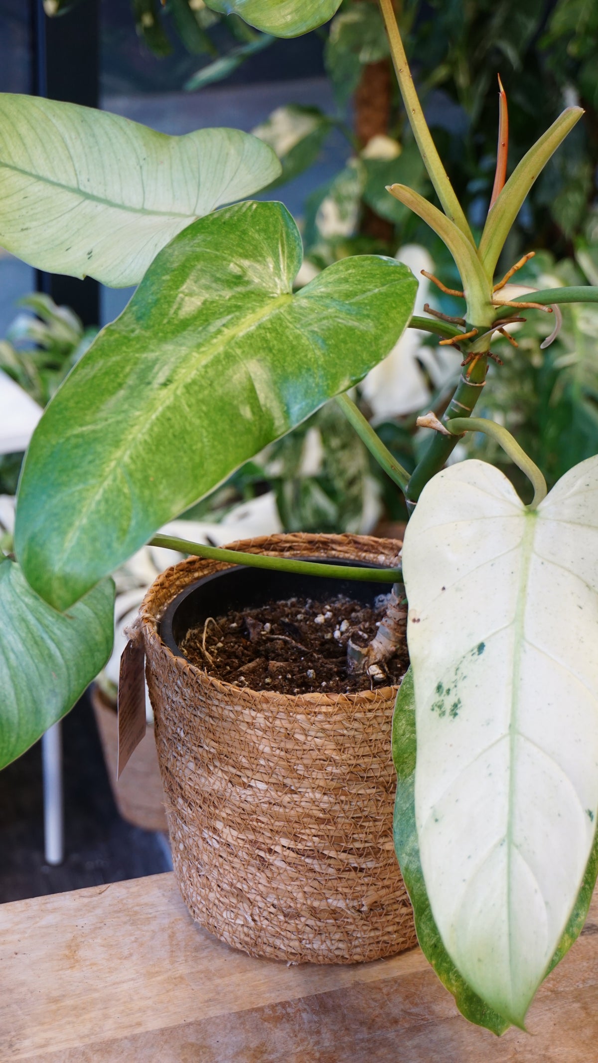 Philodendron Whipple Way studio plantes rares jungle jardinerie fleuriste strasbourg rare plant shop online pflanzen