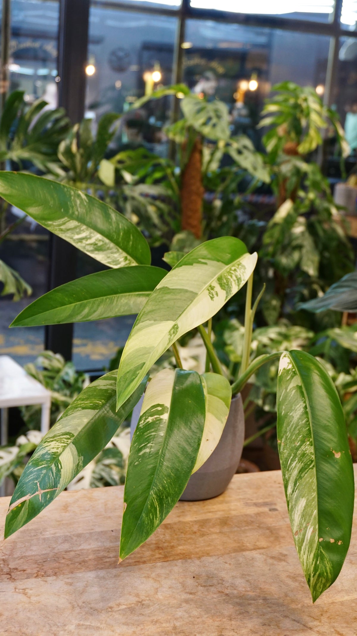 Epipremnum Giganteum White Pearl epipremnum giganteum albo variegata studio plantes rares jungle jardinerie strasbourg rare plant shop online pflanzen