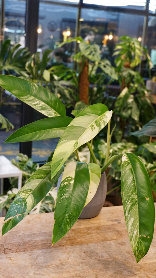 Epipremnum Giganteum White Pearl epipremnum giganteum albo variegata studio plantes rares jungle jardinerie strasbourg rare plant shop online pflanzen