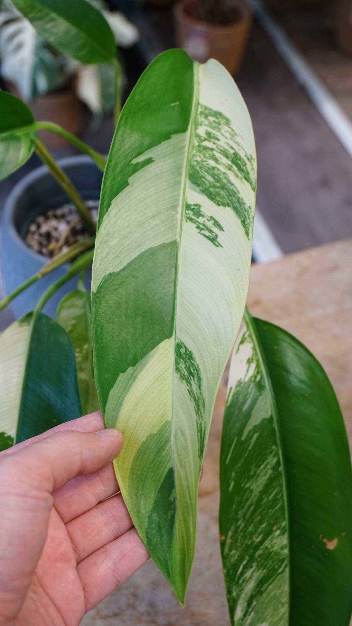 Epipremnum Giganteum White Pearl epipremnum giganteum albo variegata studio plantes rares jungle jardinerie strasbourg rare plant shop online pflanzen